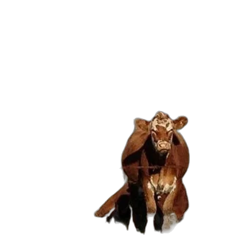 jacket, animal, creature, crown transparent PNG cut-out