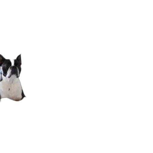 animal, creature, robot, hat transparent PNG cut-out