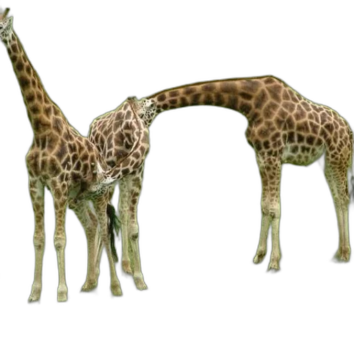 animal, creature, staff, weapon transparent PNG cut-out
