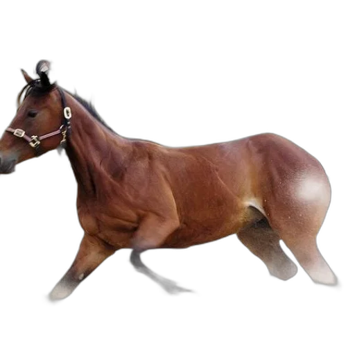 animal, creature, jewelry, staff transparent PNG cut-out