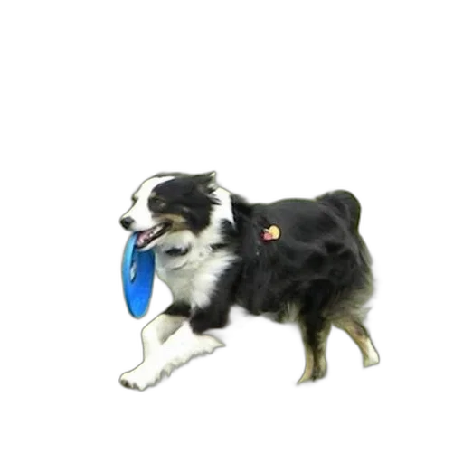 staff, animal, hat, creature transparent PNG cut-out