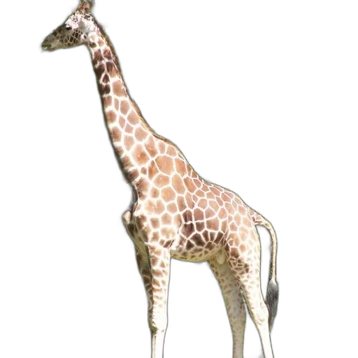 animal, creature, staff, weapon transparent PNG cut-out