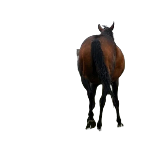 animal, creature, hat, staff transparent PNG cut-out