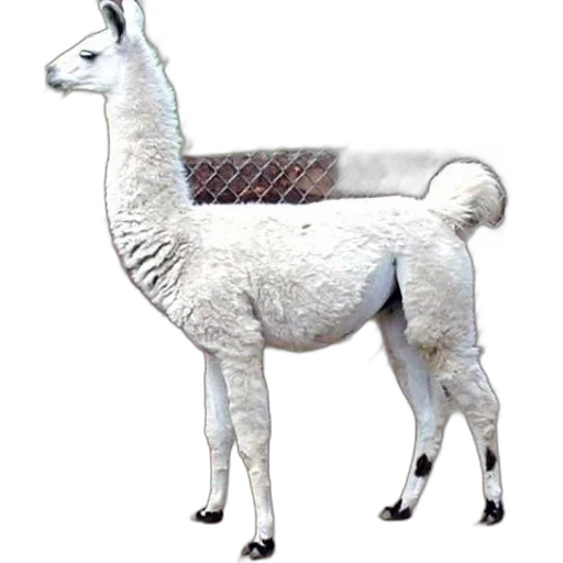 animal, staff, jewelry, creature transparent PNG cut-out