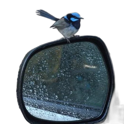 car, animal, umbrella, hat transparent PNG cut-out
