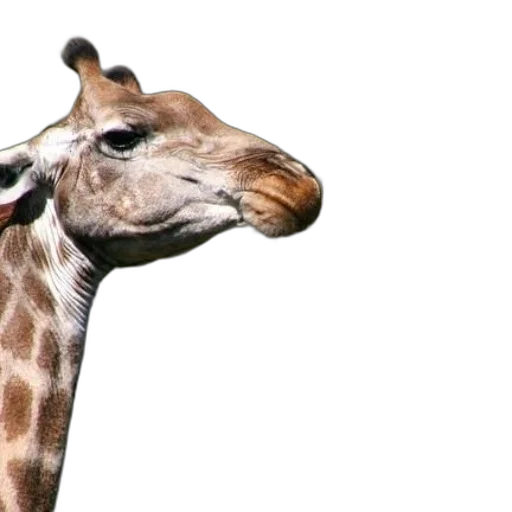 animal, creature, face, staff transparent PNG cut-out