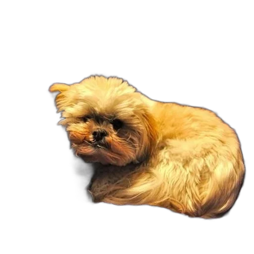 animal, hair, creature, face transparent PNG cut-out