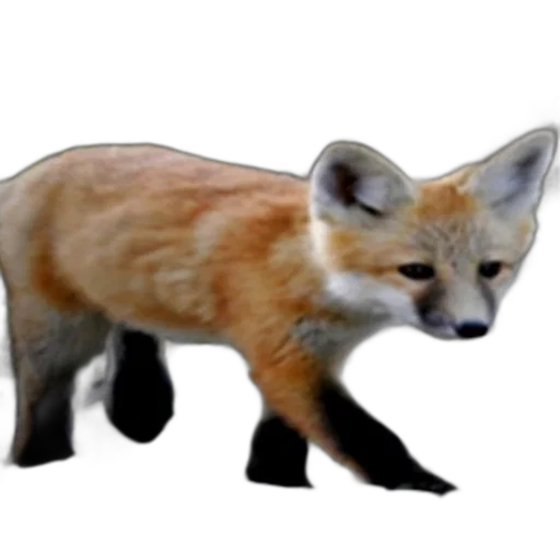 animal, creature, staff, weapon transparent PNG cut-out