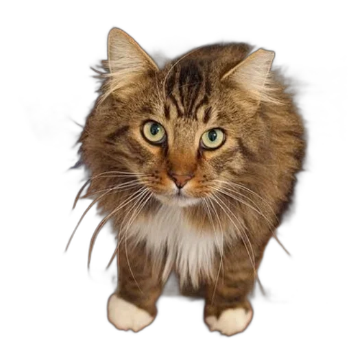 animal, staff, creature, hair transparent PNG cut-out