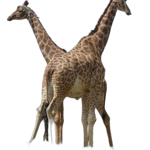 animal, creature, staff, weapon transparent PNG cut-out
