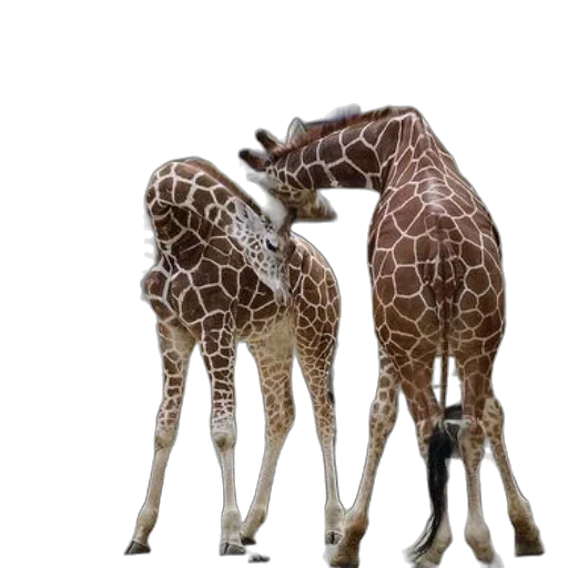 animal, two, giraffes, their transparent PNG cut-out