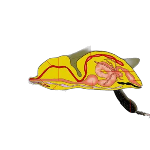 hat, shoes, mask, weapon transparent PNG cut-out