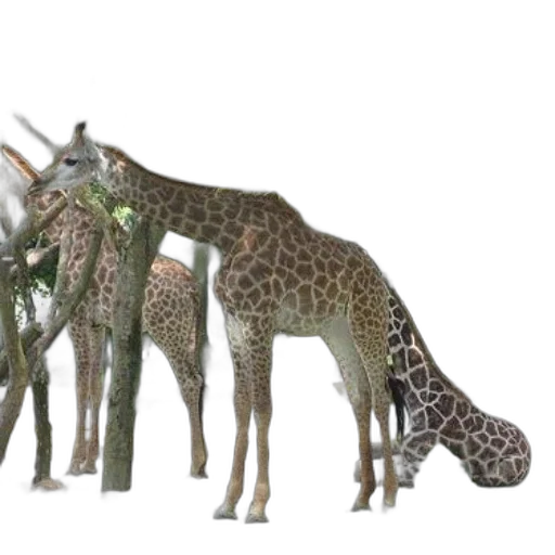 animal, creature, staff, concept art transparent PNG cut-out