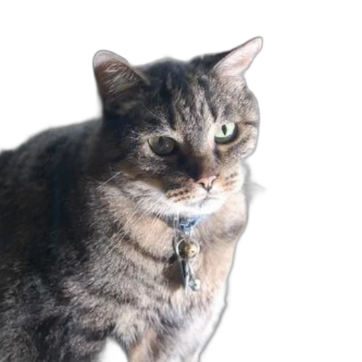 animal, staff, creature, face transparent PNG cut-out