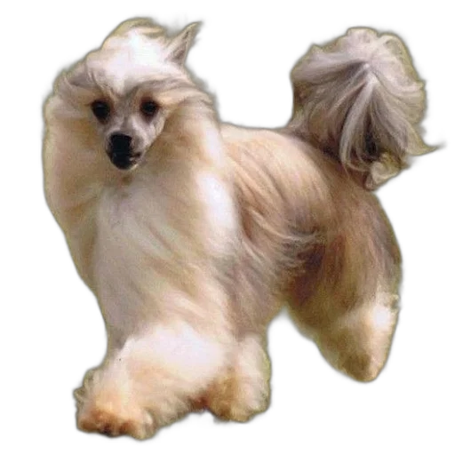 hair, animal, creature, crown transparent PNG cut-out