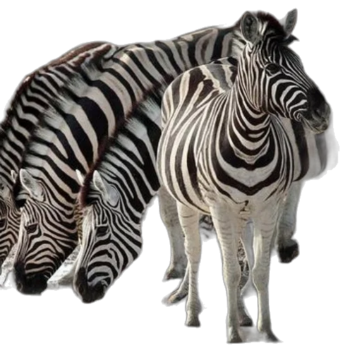 animal, creature, jewelry, furniture transparent PNG cut-out