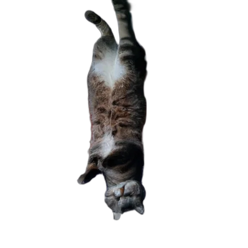 animal, creature, staff, robot transparent PNG cut-out