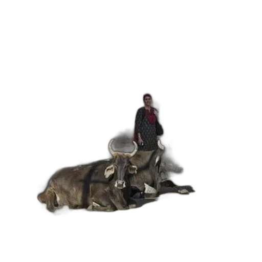 animal, creature, weapon, jacket transparent PNG cut-out