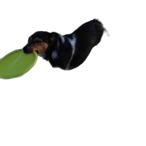 food, staff, animal, creature transparent PNG cut-out