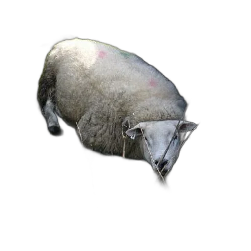 animal, hat, mask, creature transparent PNG cut-out