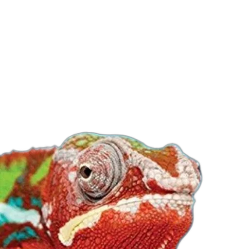 animal, dragon, hat, creature transparent PNG cut-out