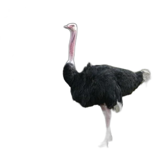 animal, creature, hat, staff transparent PNG cut-out