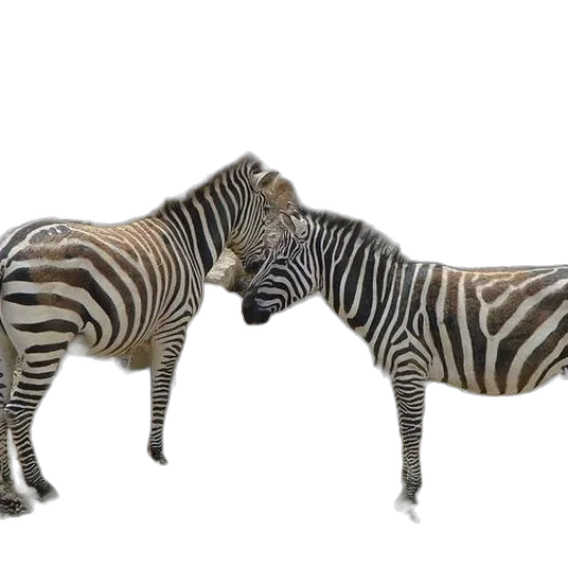 animal, creature, jewelry, furniture transparent PNG cut-out