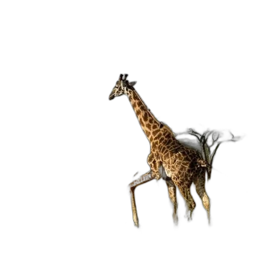 animal, creature, umbrella, staff transparent PNG cut-out