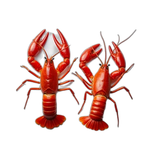 food, animal, jewelry, creature transparent PNG cut-out