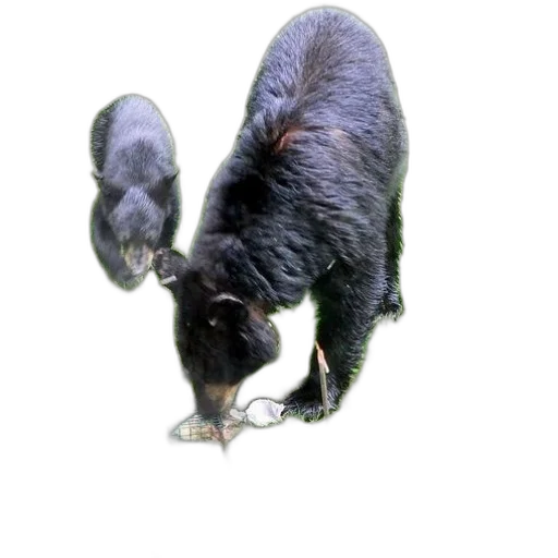 animal, creature, staff, hair transparent PNG cut-out