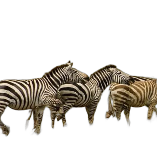 animal, staff, creature, jewelry transparent PNG cut-out