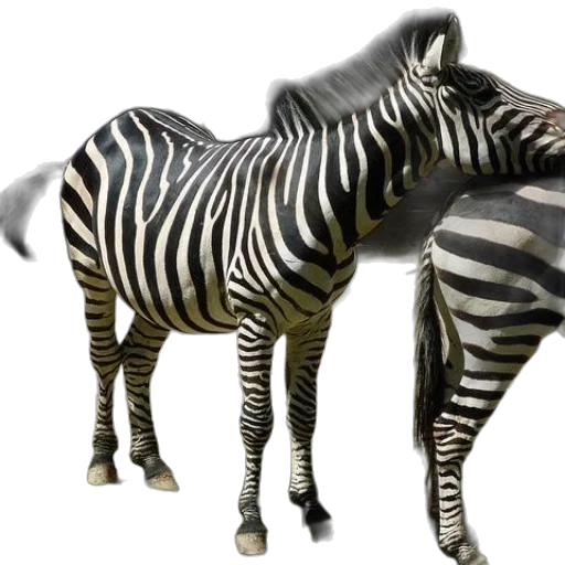 animal, creature, furniture, weapon transparent PNG cut-out