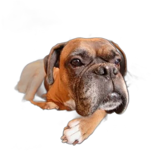 animal, face, creature, staff transparent PNG cut-out