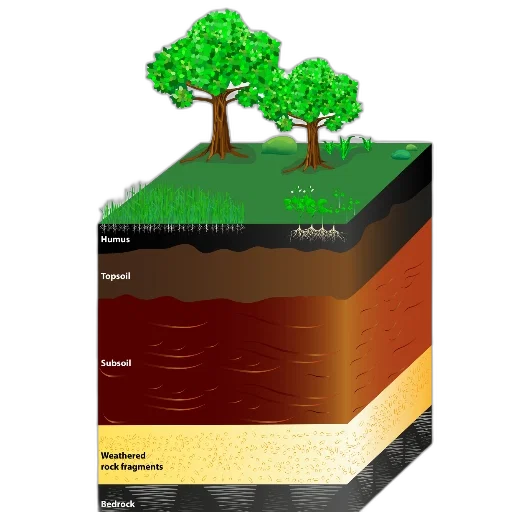 concept art, 3d render, forest, underwater transparent PNG cut-out