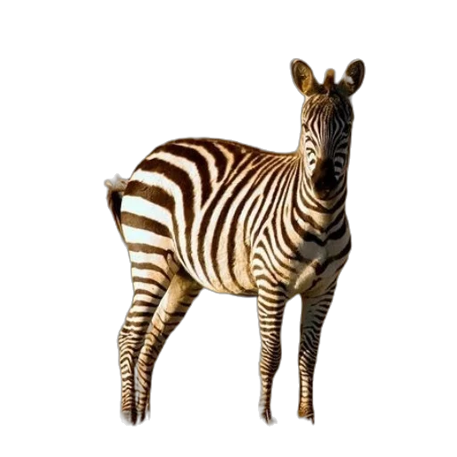 animal, creature, staff, furniture transparent PNG cut-out