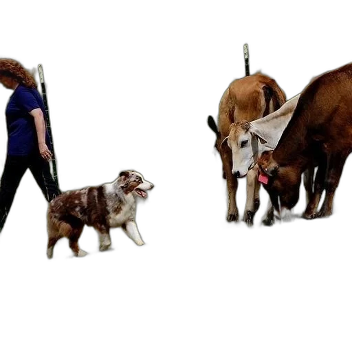 animal, staff, concept art, woman transparent PNG cut-out