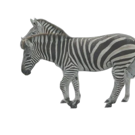 animal, creature, jewelry, staff transparent PNG cut-out