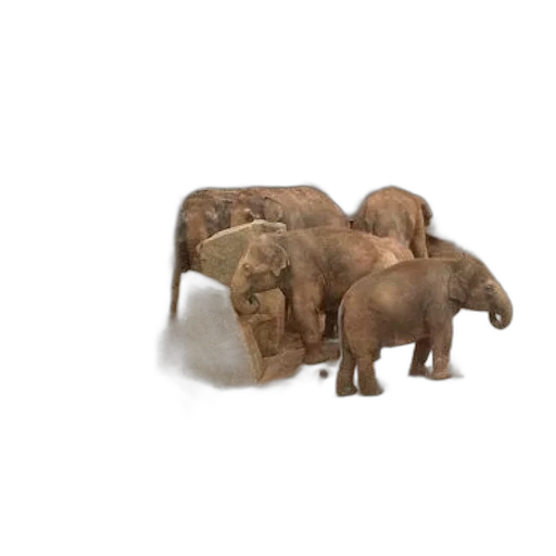 furniture, animal, jewelry, 3d render transparent PNG cut-out
