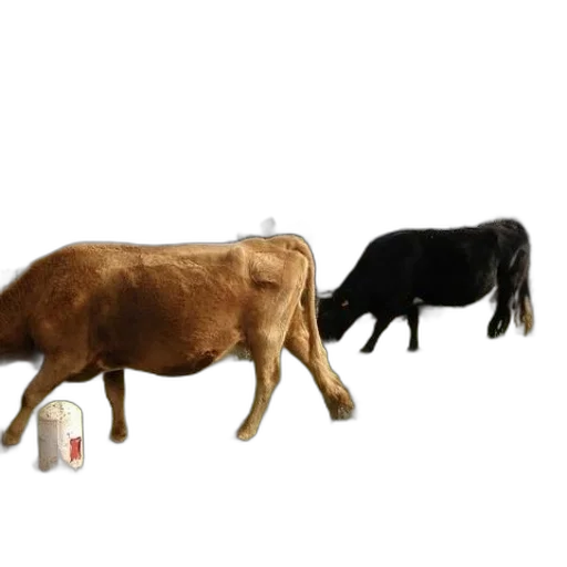animal, food, bottle, furniture transparent PNG cut-out