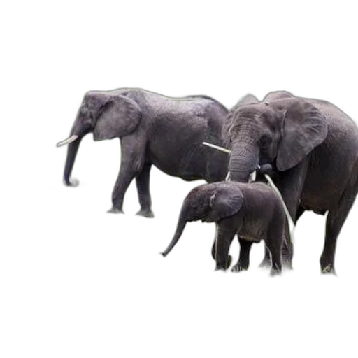 animal, creature, concept art, photorealistic transparent PNG cut-out