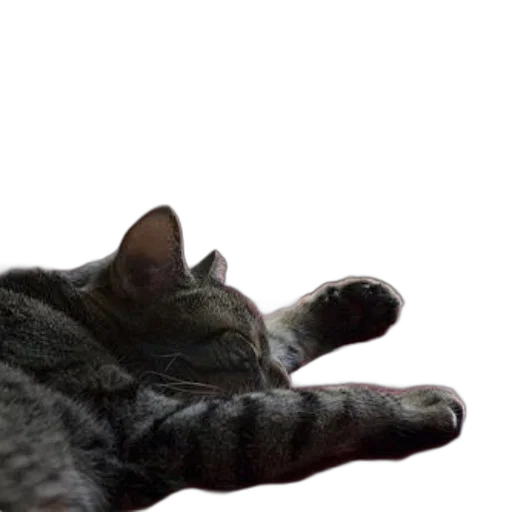animal, creature, staff, face transparent PNG cut-out