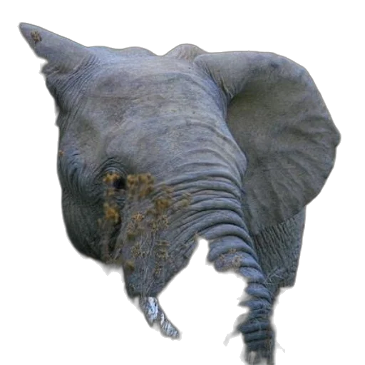 animal, creature, hat, staff transparent PNG cut-out