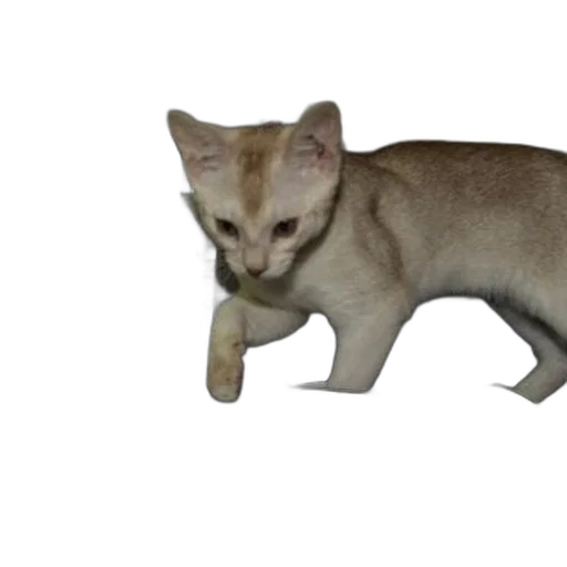 animal, creature, staff, weapon transparent PNG cut-out