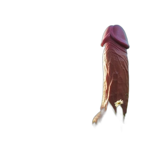 umbrella, staff, creature, food transparent PNG cut-out