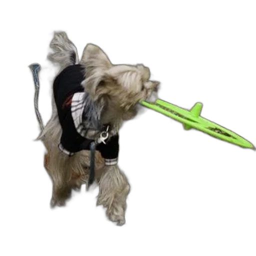 staff, weapon, umbrella, animal transparent PNG cut-out