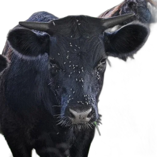 animal, mask, face, hat transparent PNG cut-out