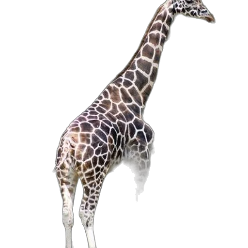 animal, creature, staff, jewelry transparent PNG cut-out