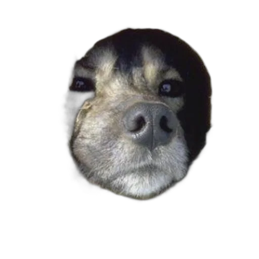 face, animal, staff, creature transparent PNG cut-out
