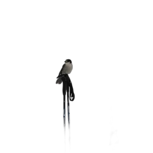 staff, animal, umbrella, sword transparent PNG cut-out