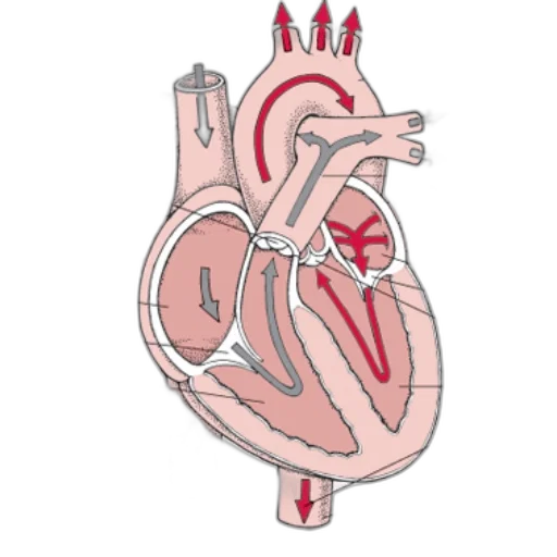 jewelry, diagram, human, heart transparent PNG cut-out